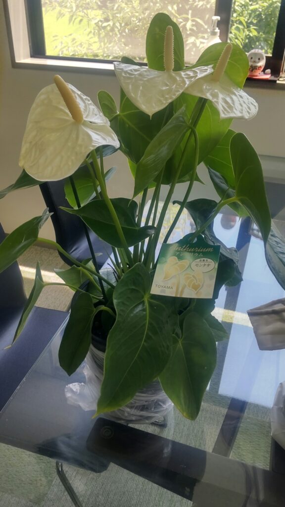 うねめの杜、初代お母さんより、差し入れをいただきました。元気そうで良かったです。涼しげな観葉植物もいただきました。 2 1000010831