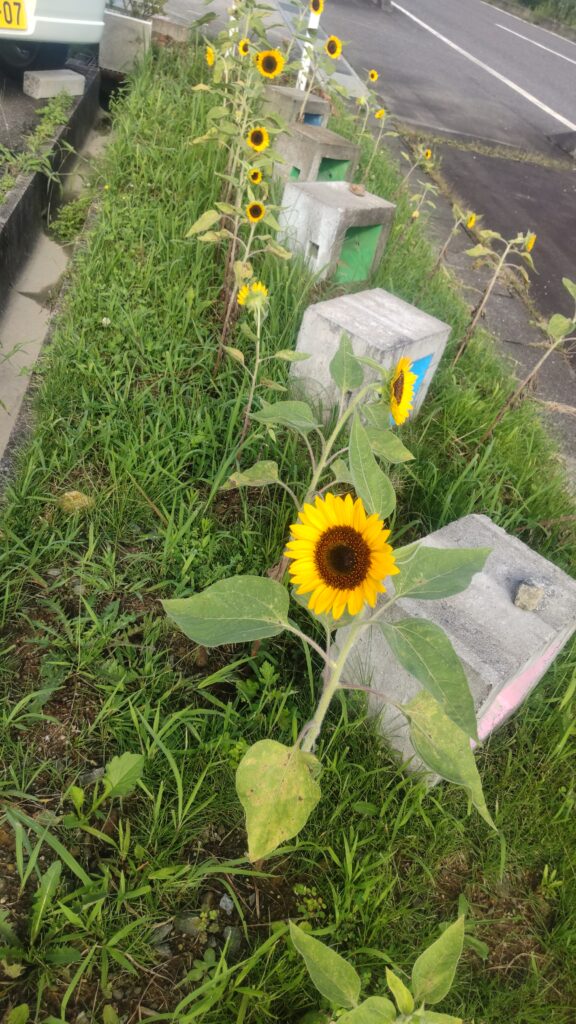 お盆最終日です。たくさんお参りにお越しです。お花がいっぱいで、にぎやかですよ。 3 1000011253