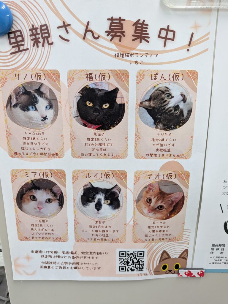 アニマルライフサポート福島様、10/25(日)10:00~12:00 猫ちゃんの譲渡会を開催されます。詳しくは、画像を参照ください。 4 2884